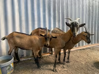 Goat, Goats — photo 1