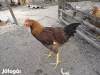 Chickens — รูปภาพ 4