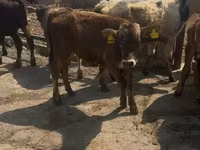 公羊, Sheep — 照片 1
