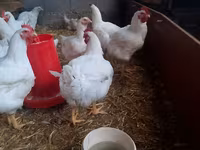 Chickens — รูปภาพ 3