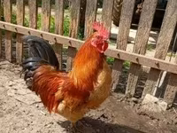Chickens — foto 1