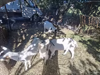 Kambing jantan, Goats — foto 3
