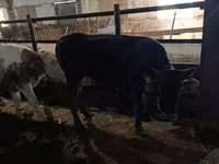 Ko, Simmental cattle — foto 4