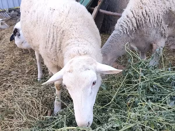 قوچ, Romanov sheep
