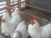 Chickens — عکس 4