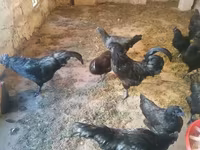 Ayam Cemani — Foto 4