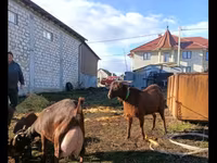 Buk, Murcia-Granada goats — foto 3