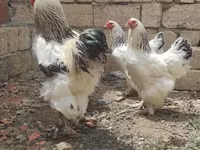 براهما — عکس 2