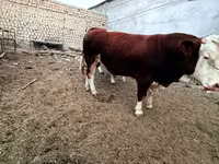 گاو نر, Simmental cattle — عکس 2