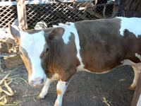 Kuh, Simmental cattle — Foto 3