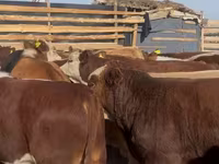 Toro, Swiss cattle — foto 1