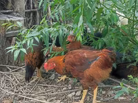 Chickens — foto 6