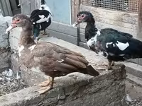 Ducks — fotografija 1