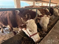 วัวตัวเมีย, Simmental cattle — รูปภาพ 5