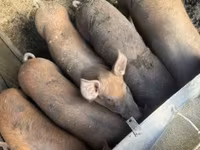 Babi betina, Дюрок — foto 4