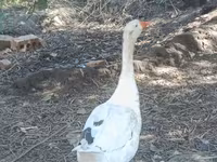 Geese — foto 1