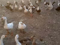 Ducks — foto 3
