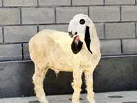 Ovan, Hissar sheep — fotografija 3