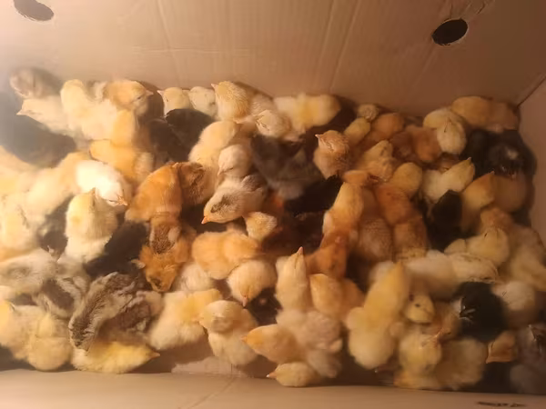 Chickens