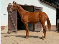 Cal, Kisber felver — foto 2