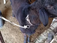 Koç, Hissar sheep — foto 2