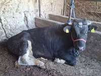 Bou, Bovine — foto 5