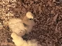 Silkie — foto 2