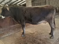 암소, Swiss cattle — 사진 2