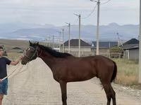 Hingst, Arabian horse — foto 2