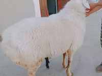 Widder, Arashan sheep — Foto 3