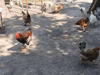 Chickens — zdjęcie 2