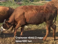 Dibi, Cattle — sawirka 4