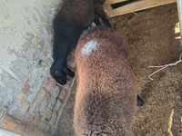 แกะตัวผู้, Rhon sheep — รูปภาพ 4