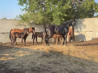 Hingst, Orlov Trotter — foto 2