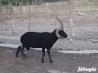 Baran, Shetland sheep — zdjęcie 1