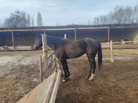 Hengst, Thoroughbred horse — Foto 4