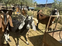 بز ماده, Nubian Goat — عکس 7
