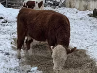Toro, Vaca kazaja de cabeza blanca — foto 1