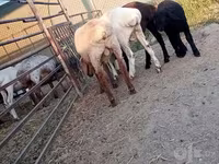 قوچ, گوسفند — عکس 3