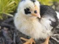 Chickens — عکس 4
