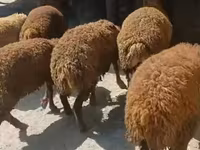 Wad, Sheep — sawirka 6