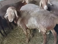 Bélier, Arashan sheep — photo 4