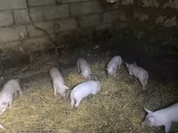 公猪, Pigs — 照片 1