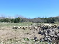 بھیڑ, بھیڑیں — تصویر 3