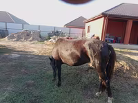 اسب نر, Kazakh horse — عکس 7