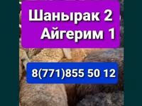 Wad, Sheep — sawirka 1
