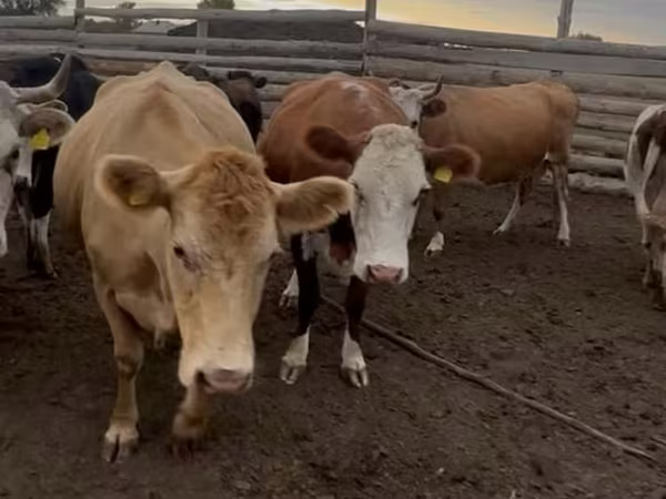 Корова, Simmental cattle
