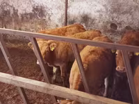 Vacă, Simmental cattle — foto 3