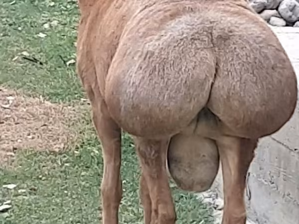قوچ, گوسفند