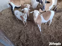 Хонь (бүлэг, хүйс заагаагүй), Cameroon sheep — 5 зураг